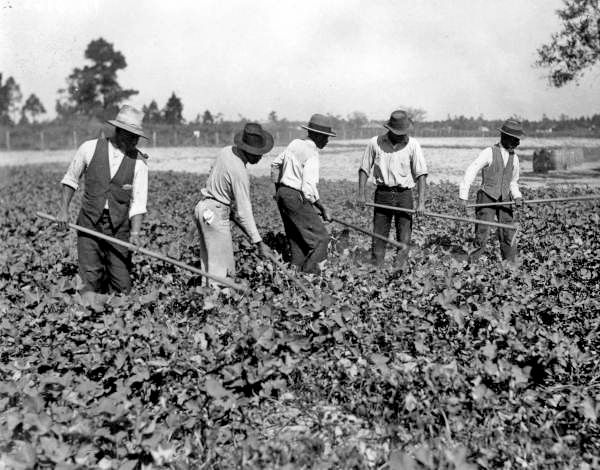 african american women in agriculture