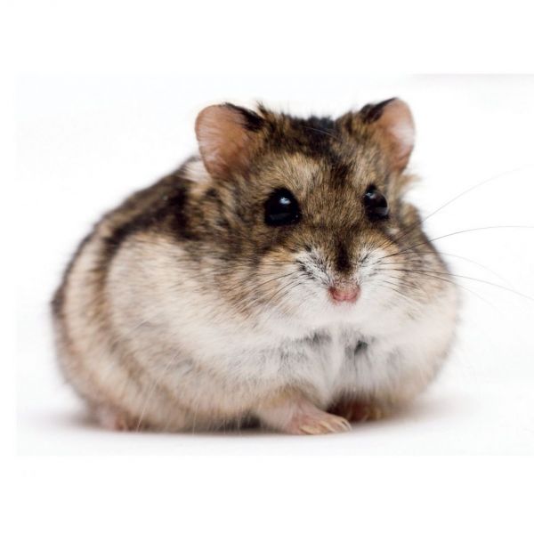 fancy russian dwarf hamster