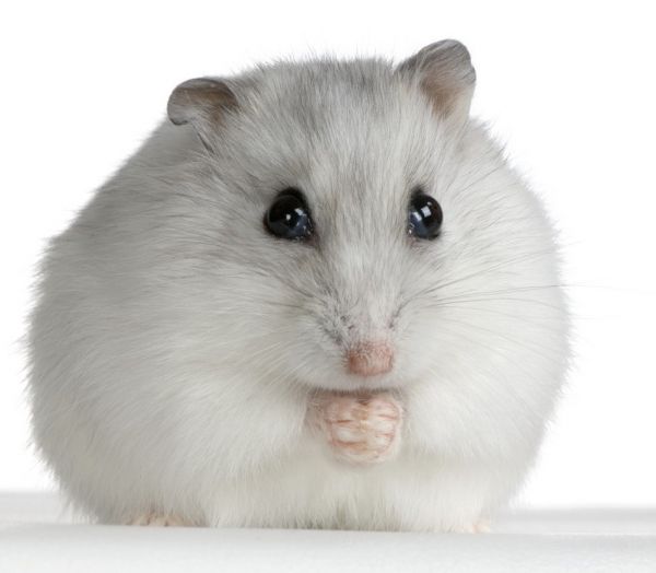 russian dwarf hamster