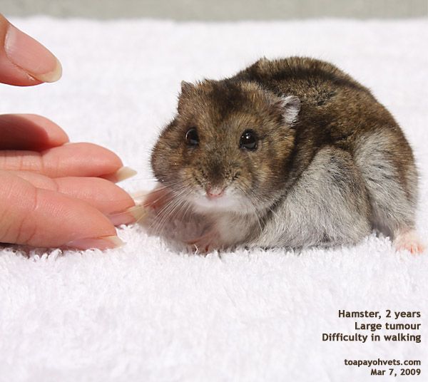 cute dwarf hamsters