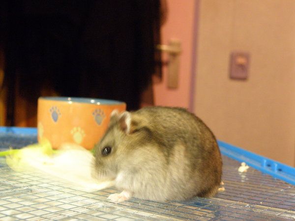 funny fat hamsters