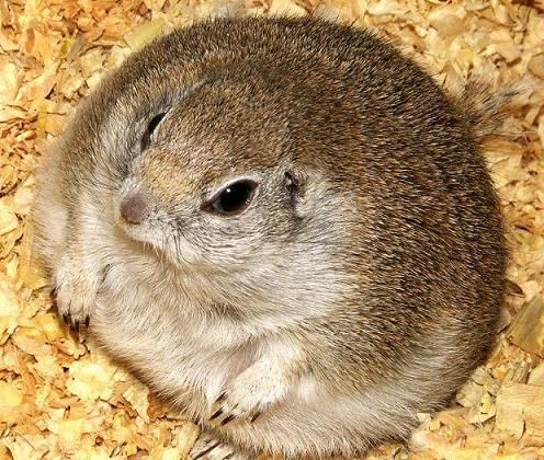 white russian dwarf hamster