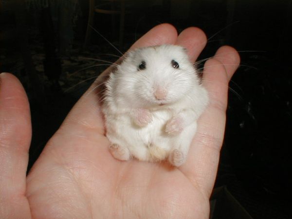 chinese dwarf hamster