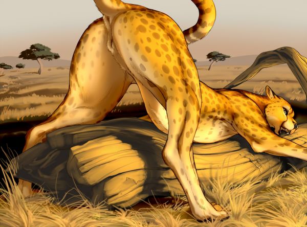 male cheetah furry