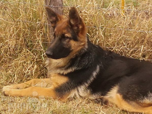 long haired german shepherd