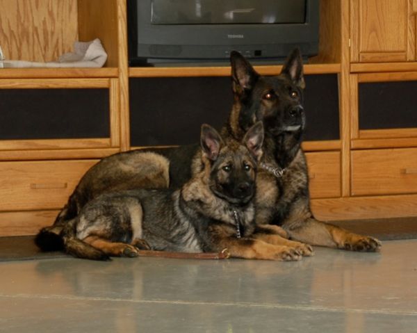 raelew german shepherds