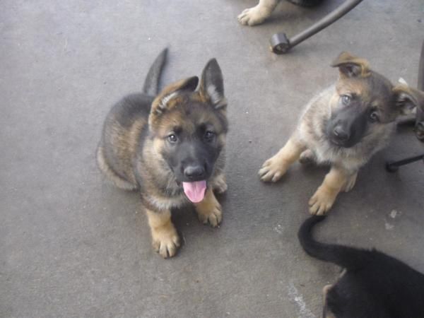 german shepherd breeds