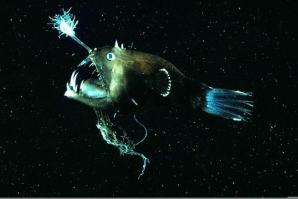 new discovered deep sea creatures