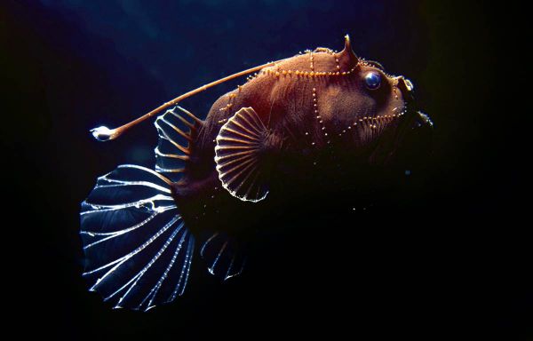 beautiful deep sea creatures