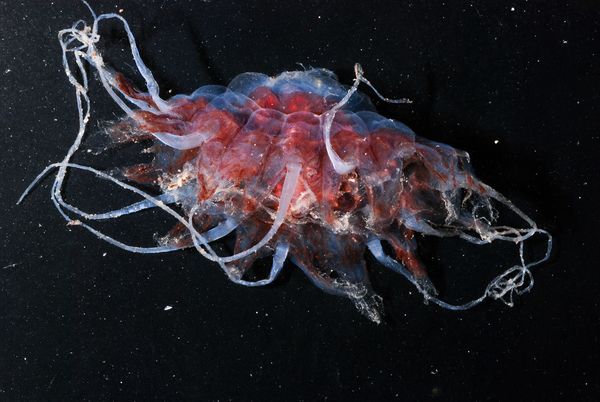glowing deep sea creatures