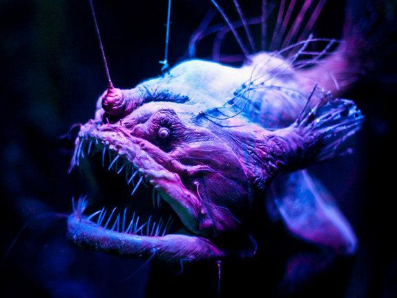 weird deep sea monsters