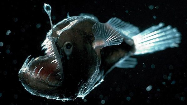scary deep sea creatures