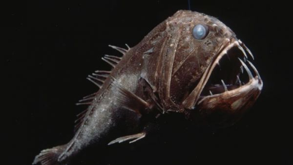deep sea creatures found after tsunami