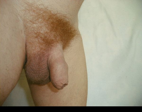 woman suck flaccid gif
