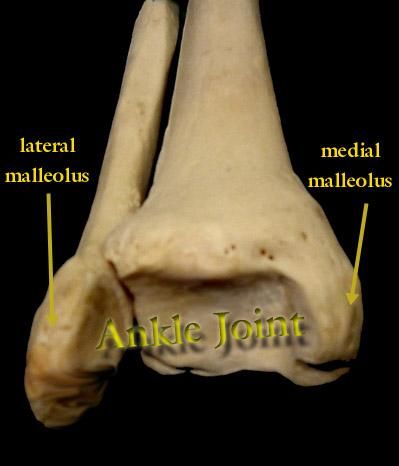 left lateral malleolus fracture