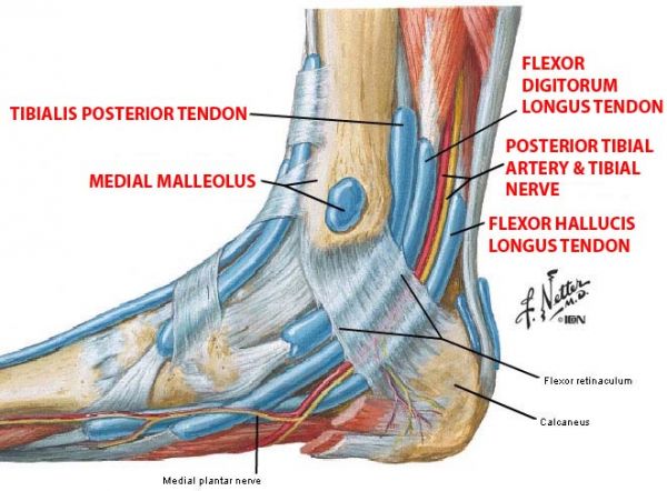 lateral malleolus ankle
