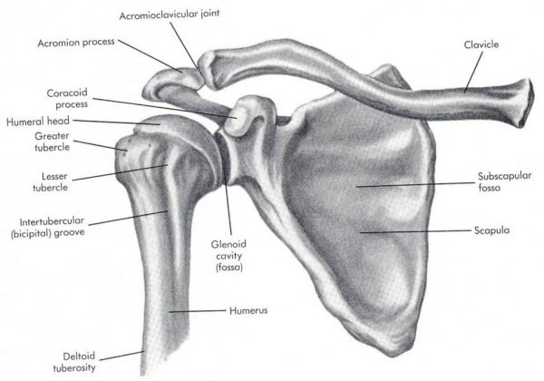 right shoulder anatomy