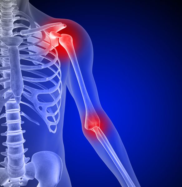 shoulder joint anatomy