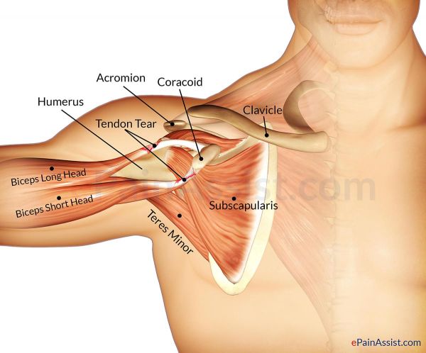 shoulder joint muscles