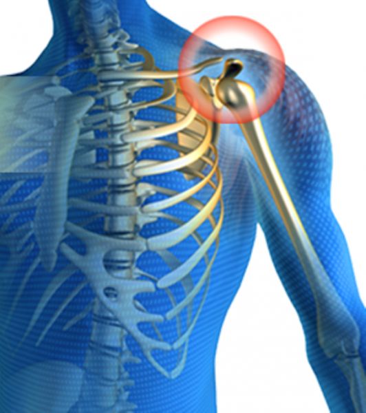 shoulder pain anatomy