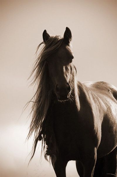 mustangs colored wild