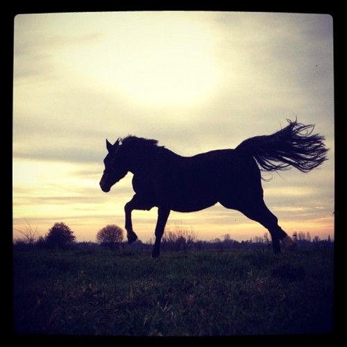 wild mustang ranch wyoming