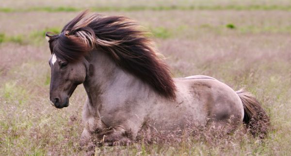 wild mustang foals