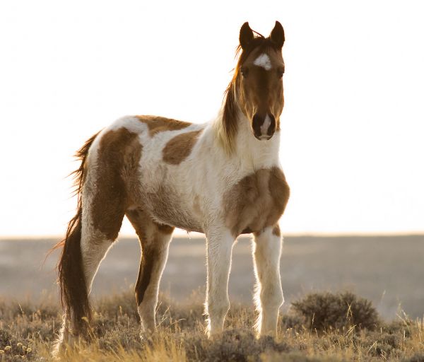 wild mustang babies