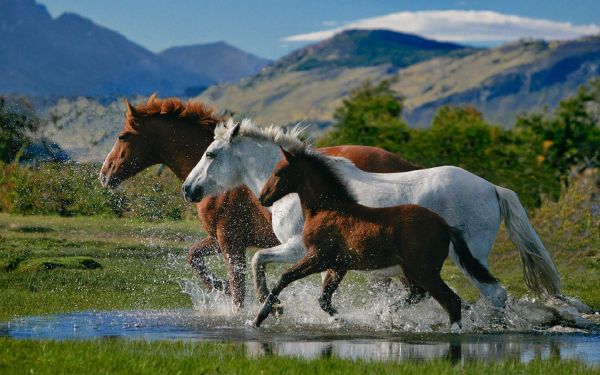 black and white wild mustang