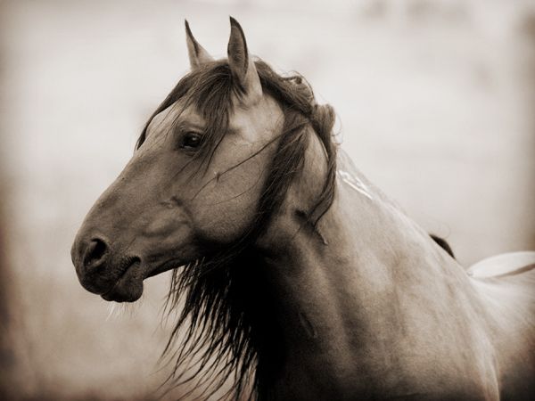 awesome wild mustang