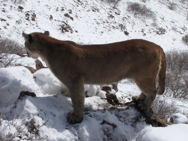 native habitat of cougar