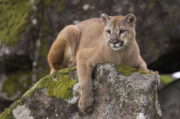 natural habitat of cougars
