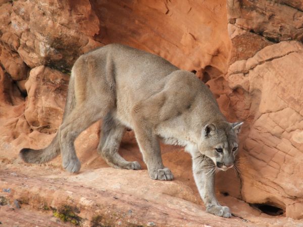 cougars on their habitat