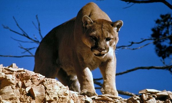 cougar eating