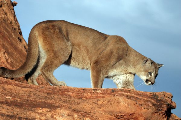 cougar in its habitat