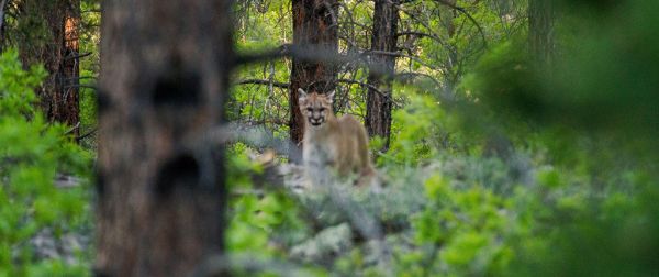 mountain lion habitat