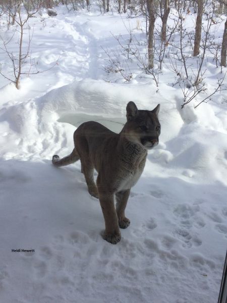 very angry cougars