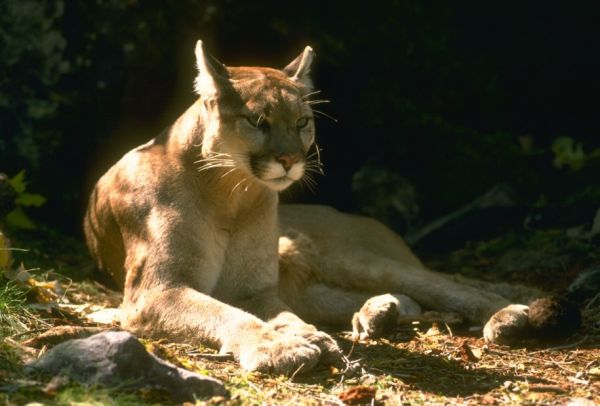 cougar mountain lion habitat