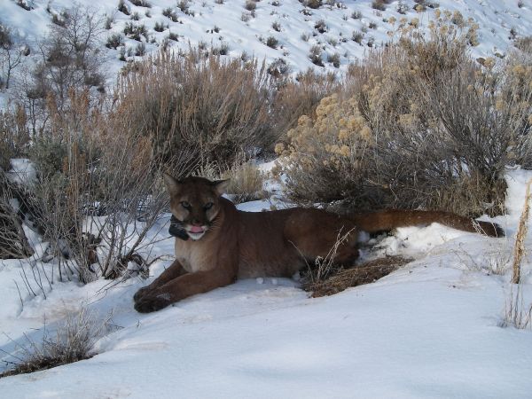 cougar cat