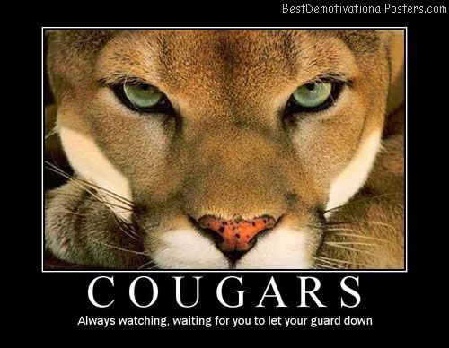 cougar nation poster