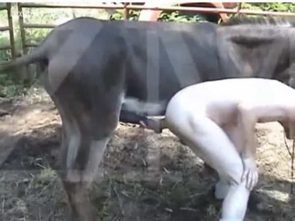 pit bull fucks woman