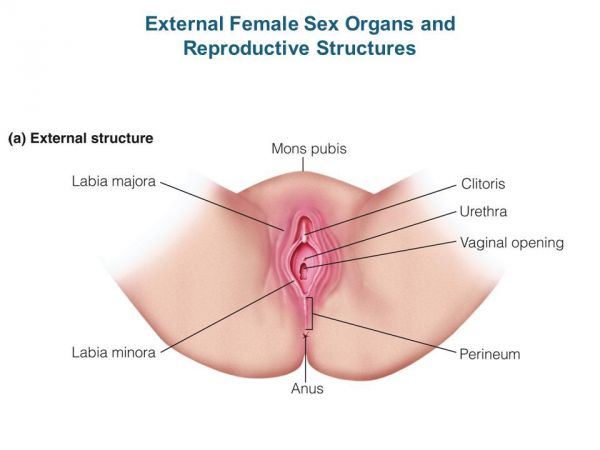 sexual intercourse male and female dick