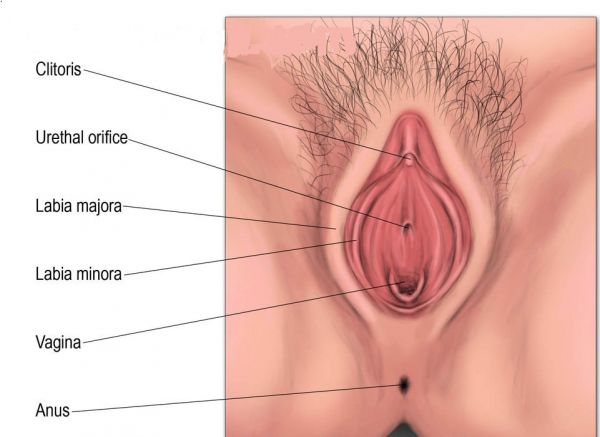 male testicles porn