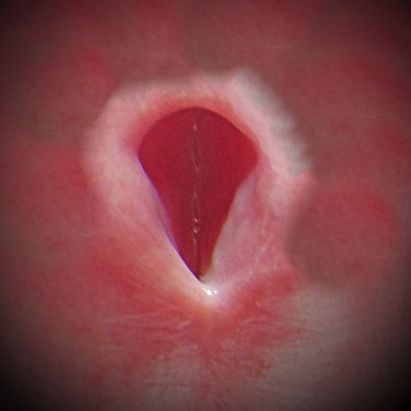 penis hole tongue