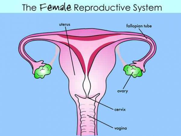 open vagina hole sex