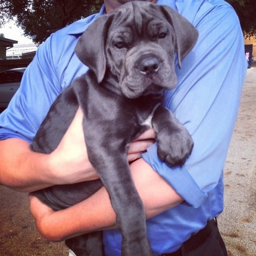 christy and massive mastiff