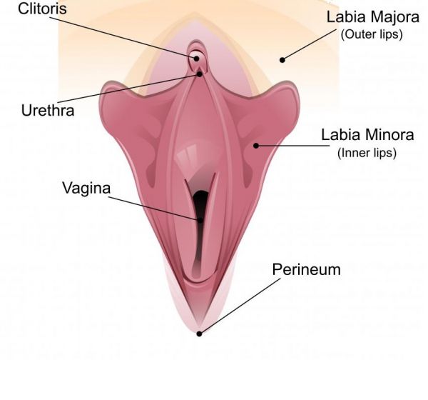 female clitoris with penis