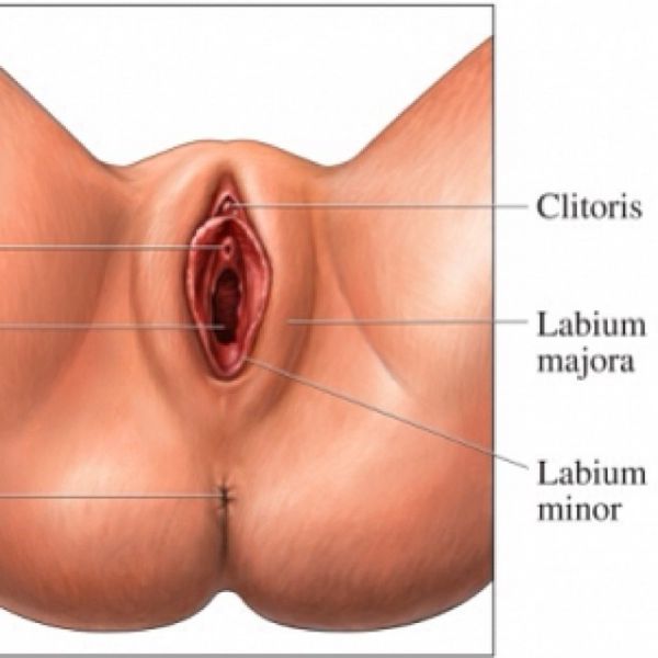 most beautiful vagina clitoris