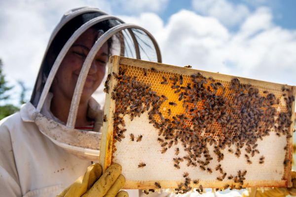 precise bee