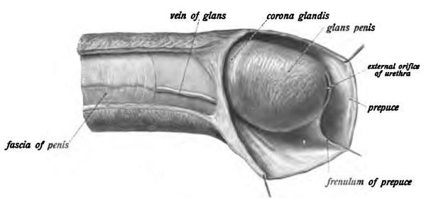 balanitis lesions